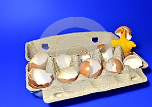 Chicken in a hen`s egg among the broken empty eggs in a paperboard on blue background. Broken egg and born chick. Ð¡hicks ran awa