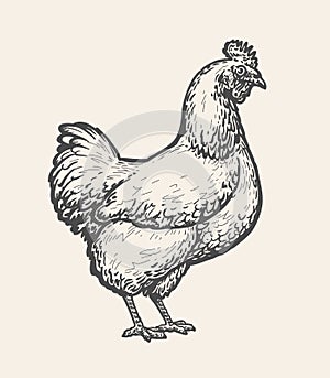 Chicken, hen sketch. Poultry farm, farming concept. Vintage vector illustration photo