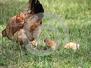 A chicken hen tends to her chicks