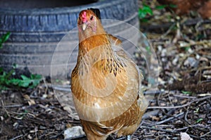 Chicken - Hen