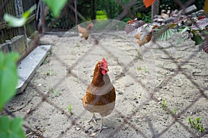 Chicken in a hencoop behind a wired fence during daytime