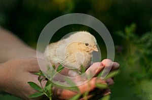 Chicken in his hand photo