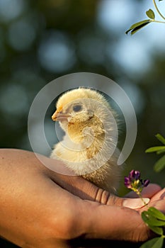 Chicken in his hand photo