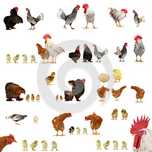 Chicken histories photo