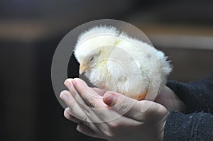 Chicken hold in both hand