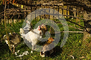 Chicken on Icelandic farm