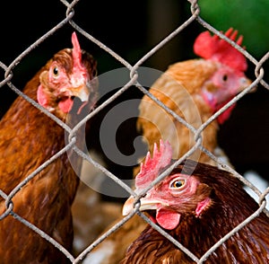 Chicken inmates