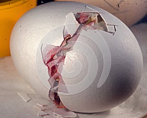 Chicken inside the egg is making hole