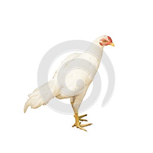 Chicken isolated white background.