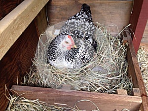 Chicken laying an egg