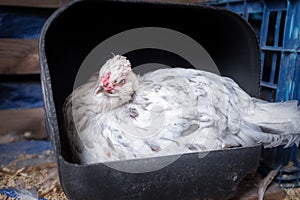 Chicken laying egg in homemade nesting box made from recycled plastic container, in hen house