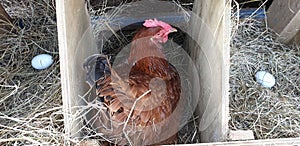 Chicken laying an egg in a nesting box