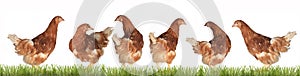 Chicken-laying hens