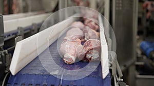 Chicken legs move along a conveyor. Raw meat, turkey legs on a conveyor belt.