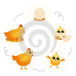 Chicken life cycle. Cartoon broody hen with chicks and eggs, step by step from egg to adult and back, chicken embryo to photo