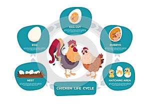 Chicken life cycle. Chicken and rooster cartoon infographic with life steps from nest egg to embryo baby and grown bird