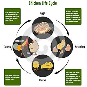 Chicken Life Cycle Diagram