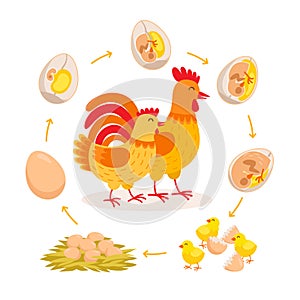 Chicken life cycle, embryo development from egg to hatching chicken. Cute hen and Rooster having babies chicks cartoon