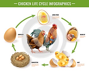 Chicken Life Cycle Infographics photo