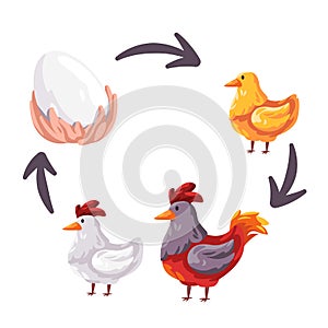 Chicken life cycle stages from egg to young and adult rooster reproduction illustration