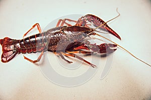 Chicken lobster