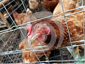Chicken in local farm
