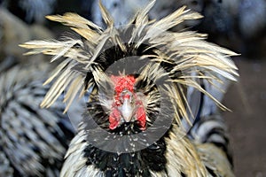 Chicken with long head plumage