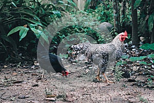 Chicken looking for food on the ground