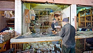 Chicken market in marrakech