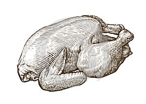 Chicken meat, broiler sketch. Food, butcher shop concept. Hand-drawn vintage vector illustration