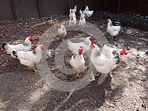 Chicken is the most numerous and widespread poultry, and in the XXI century - the Most numerous bird species on Earth.