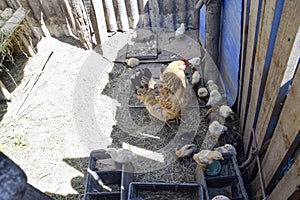 Chicken mother with chickens. Poultry in individual hen house