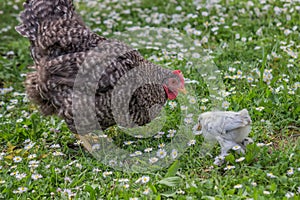 Chicken and mother in the green grass 2