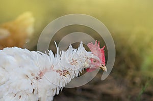 Chicken in a natural environment. Free range chicken