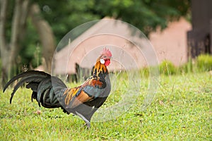 Chicken in nature , open farm