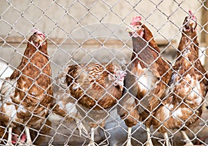 Chicken near the fence on the farm