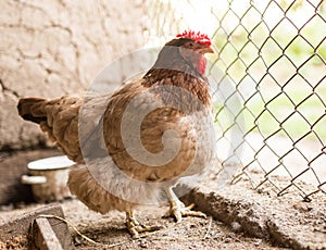 Chicken near the fence on the farm