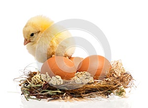 Chicken in nest