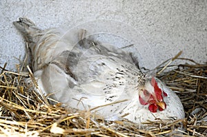 Chicken in nest