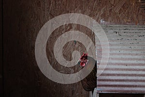 Chicken in Nest Box