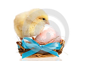 Chicken in nest with Easter eggs