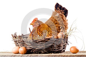 Chicken in nest with eggs isolated on white