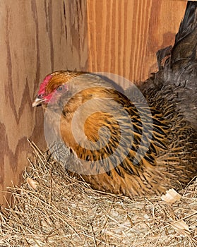 Chicken In Nesting Box