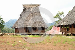 Chicken in open-air museum in Wologai