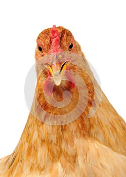 Chicken with Open Beak on White Background