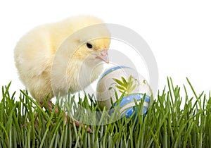 Chicken with painted egg