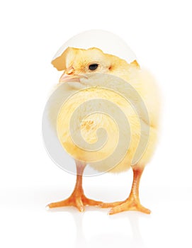 Chicken with part of white eggshell on his head