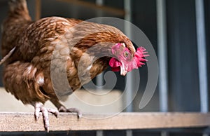 Chicken on Perch