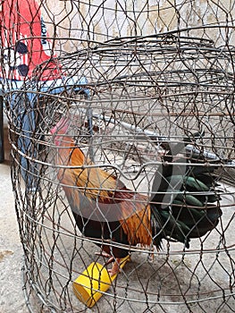 Chicken , pet, lived and cared for in the urban environment, D4 HCMC, Vietnam