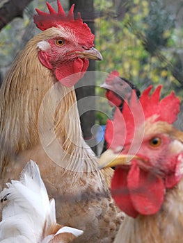 Chicken photo animal yea photo